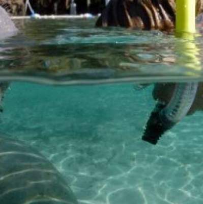 florida manatee