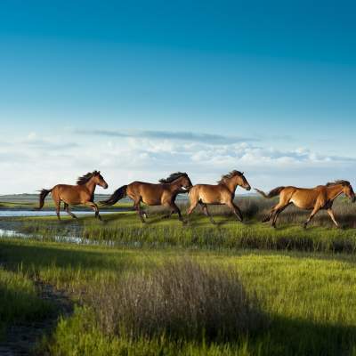 Cape Lookout - Horses Running