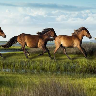 Shackleford-Horses