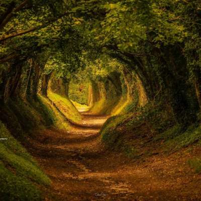 The Halnaker tree tunnel on the Halnaker Windmill Trail