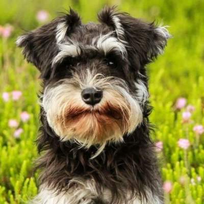 Dog sitting in a field