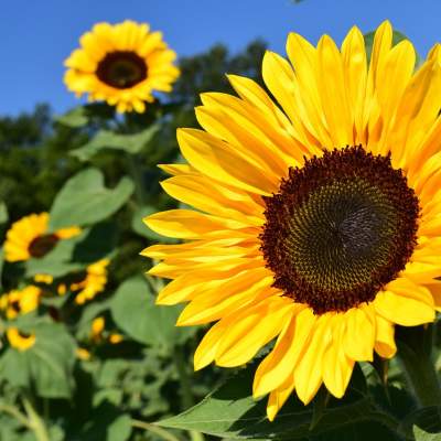 An image of sunflowers in a field with blue sky
