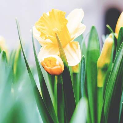 Yellow Daffodils