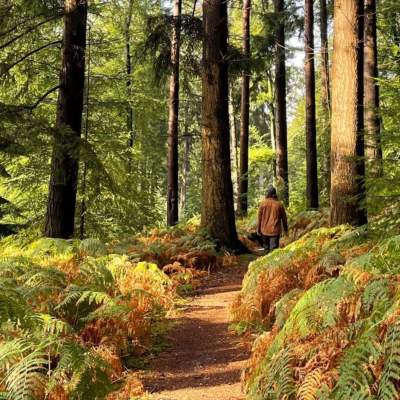 Walking in the New Forest Early Autumn
