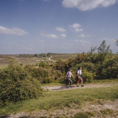 Walking in the New Forest on a sunny day