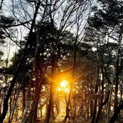NF - Feat Items - Woodland