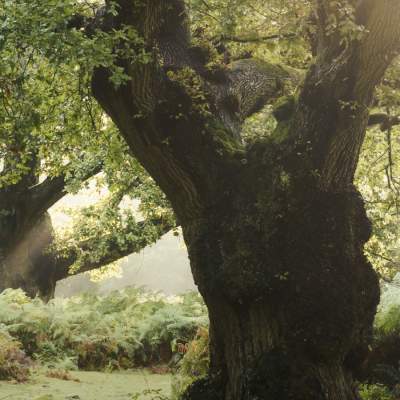 Ancient woodland habitat in the spring in the New Forest