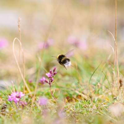 A bee on heather in the New Forest
