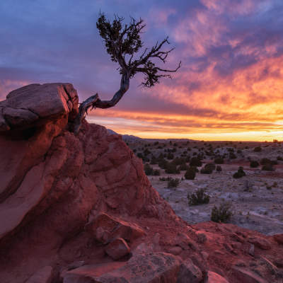 The Secret Tree