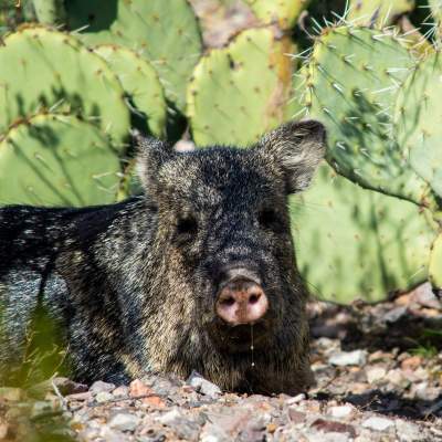 Get to Know Carlsbad Caverns Wildlife