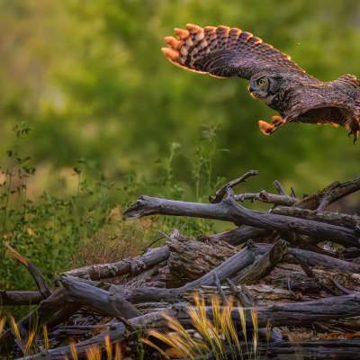 New Mexico Magazine 2024 Photo Contest grand prize winner is "Golden Feather" by Pam Dorner.
