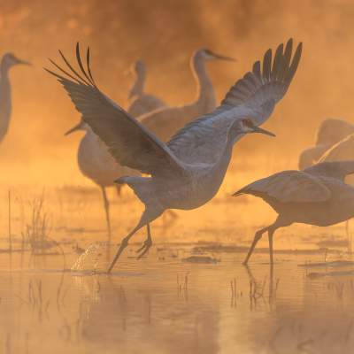 Cranes take off for their feeding grounds.