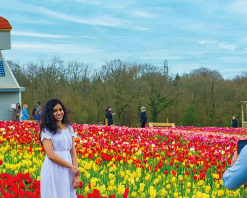 Tulley's Tulip Garden