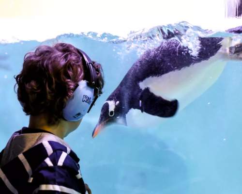 Celebrating Neurodiversity: 5 Accessible West Midlands Attractions
