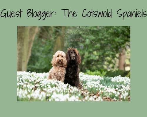 Guest Blog with The Cotswold Spaniels