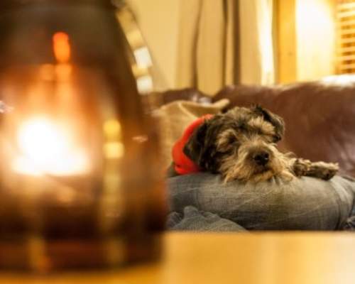 Dog-friendly Stays