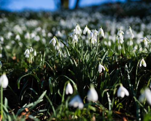 Colesbourne Snowdrops in the Cotswolds