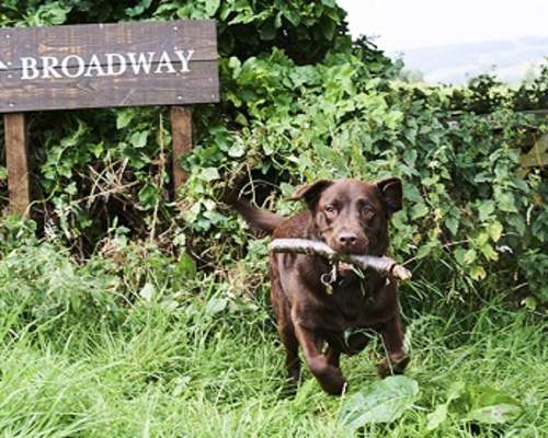 Eight great dog walks in the Cotswolds