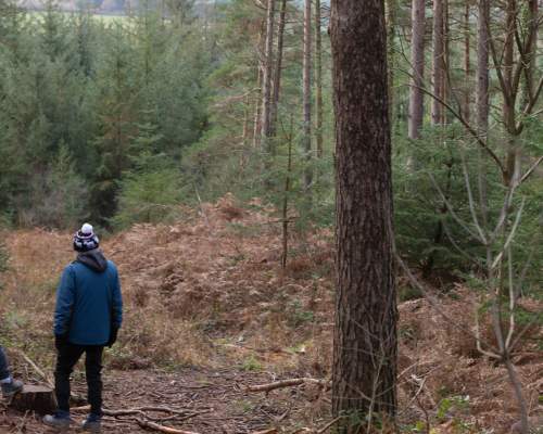 Six reasons to plan a forest trip this winter