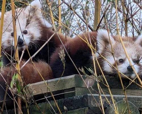 a pair of red pandas at exmoor zoo