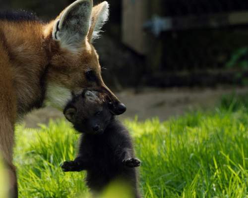 baby wolf cub with mother