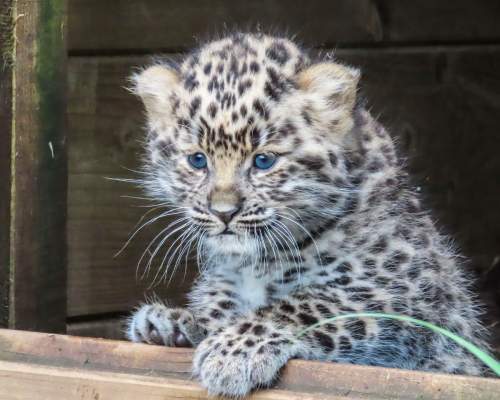 Dartmoor Zoo - Amur Leopard cub