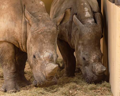 Paignton Zoo welcomes two southern white rhinos