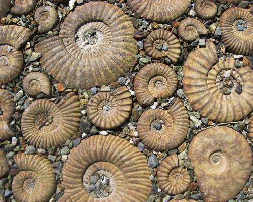 fossils carved into a rockface