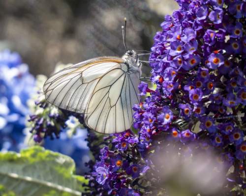 From extinction to reintroduction!