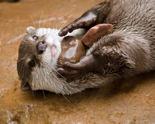 otter