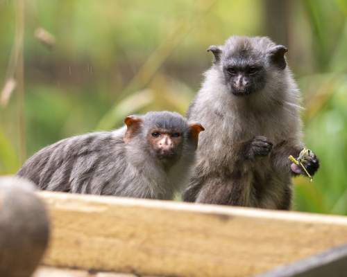 Meet Ernie and Edwina, Dartmoor Zoo’s newest, micro couple!
