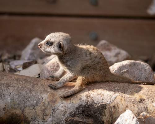 Dartmoor Zoo welcomes two, tiny new arrivals!