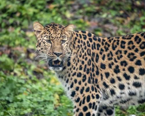 Amur Leopard cub announced at Dartmoor Zoo - one of only 15 born globally in 2025!