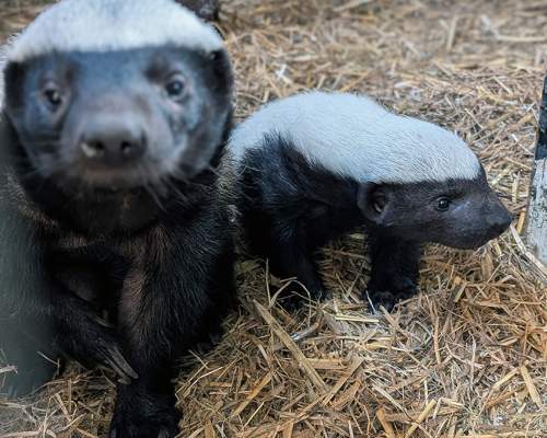 Baby honey badger born at Exmoor Zoo