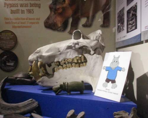 Have you heard of the Honiton Hippo?