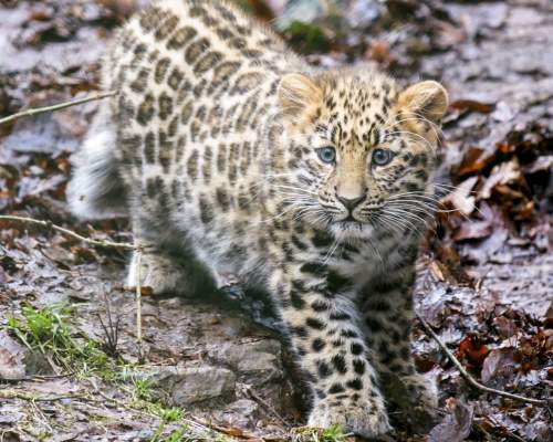 Leopard at Dartmoor Zoo