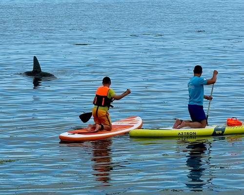 SHARK ARRIVES AT ROYAL WILLIAM YARD