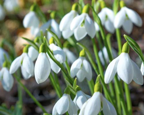 Where to find Devon’s snowdrops this February