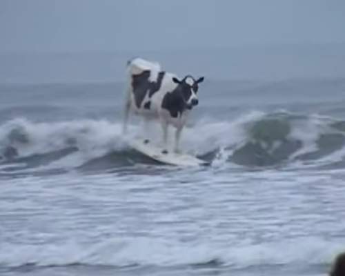Surfing cow in North Devon