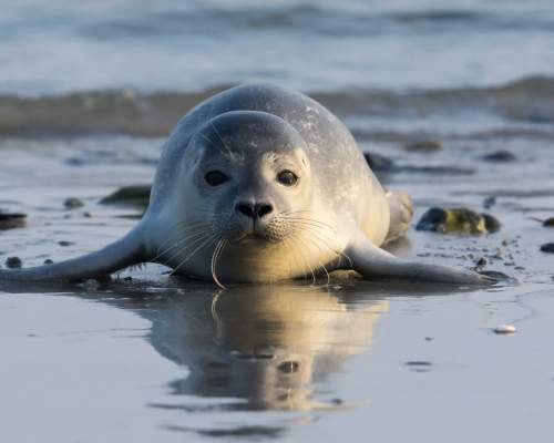 a common seal on a beach