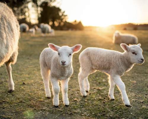 spring lambs
