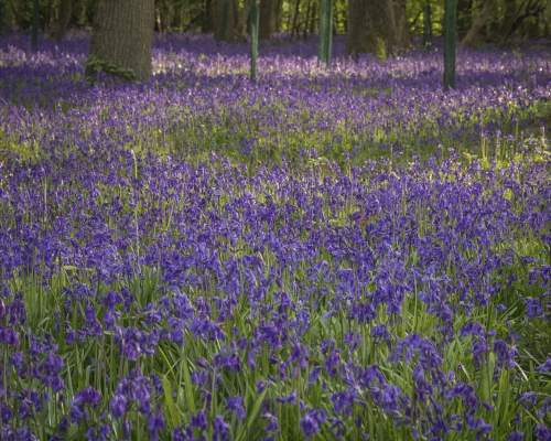 Bluebells in North Devon
