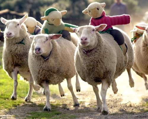 Big Sheep February Half Term