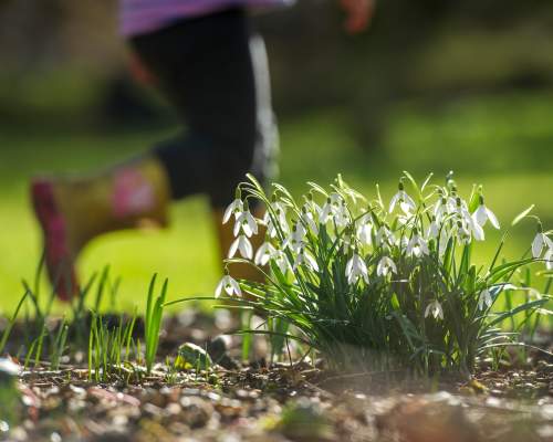 Watch Spring unfurl at RHS Rosemoor and enjoy Snowdrop walks and Half Term magic and stories