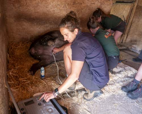 Dartmoor Zoo is thrilled to announce that Brazilian Tapir, Chana, is eating for two!