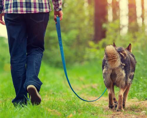 Dog Friendly