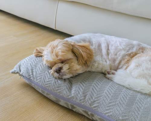 Small dog lying on a pillow