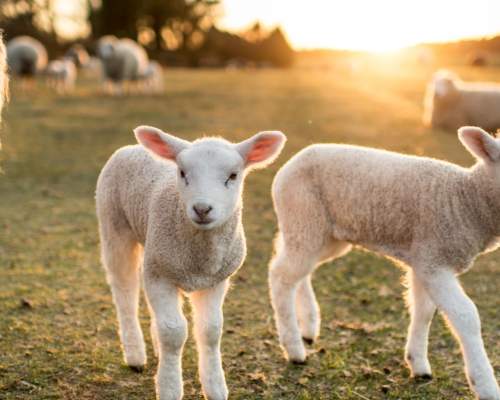 Choose a farm holiday this spring