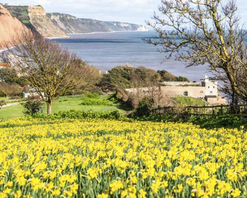 Floral Sidmouth