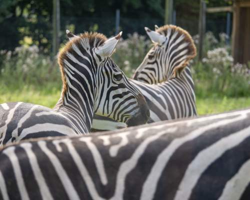 Hugh (Grant) finds love at Dartmoor Zoo!
